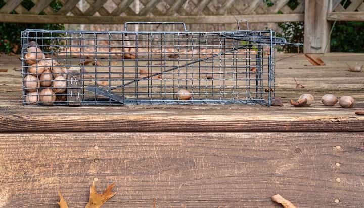 Professional-Wildlife-Control in Columbus