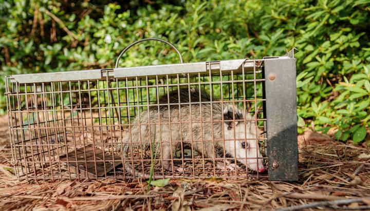 Wildlife-Control-Possum in Columbus