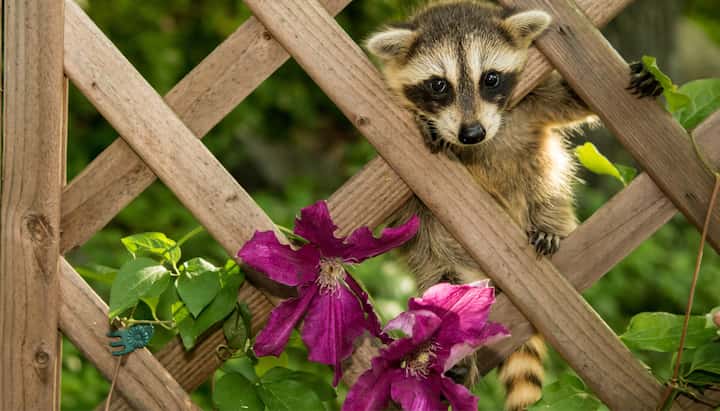 Wildlife-Control-Racoon in Columbus